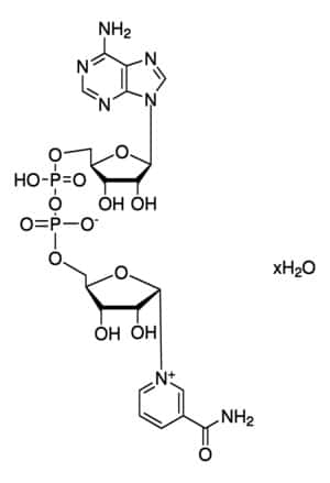NICOTINAMIDE ADENINE DINUCLEOTIDE 95% For Biochemistry NAD, DPN Store at -20°C
