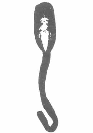 Lingula