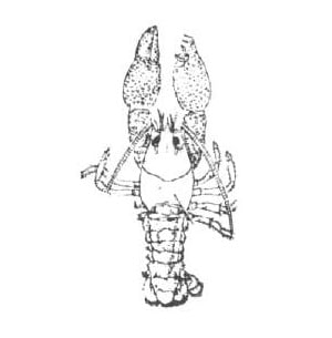 Lobster