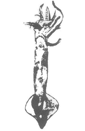 Loligo