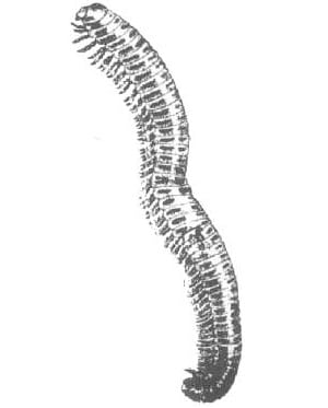 Millipede