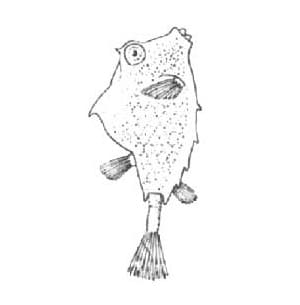 Ostracoin (coffer fish)