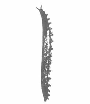 Peripatus Capensis* (Newzealand) Large 2" to 3"
