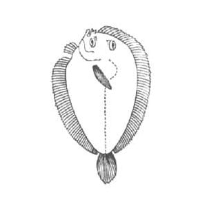 Pleuronectus