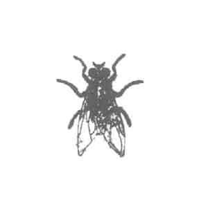 House-fly