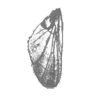 Housefly Wing W.M.