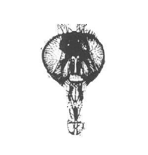Housefly female W.M.