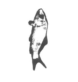 Labeo rohita