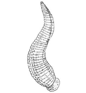 Leech (hirudinaria)