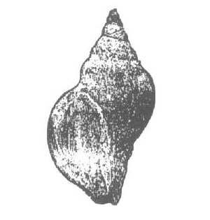 Mollusc (Synister whorled) Pertrified- Original & Rare