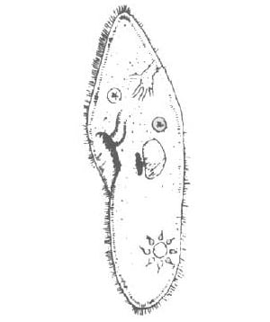 Paramoecium