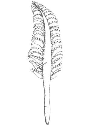 Pennatula
