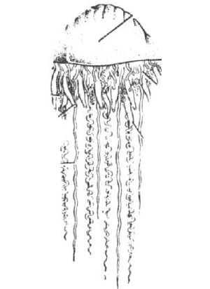 Physalia