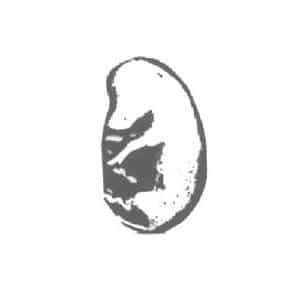 Pig embryo
