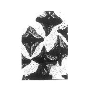 Placoid scale W.M.