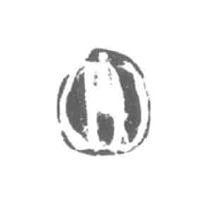 Pleurobrachia