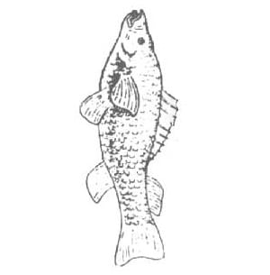 Labeo (rohu)