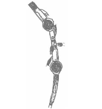 Oedogonium oogonial WM
