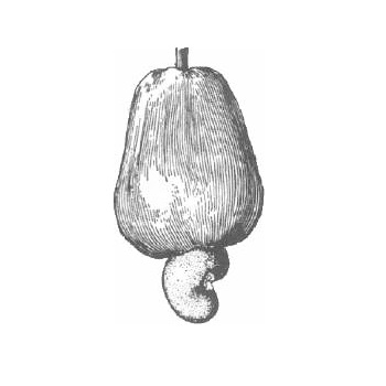 Nut of Anacardium