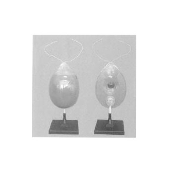 Imported Model of Chlamydomonas (Transparent) on stand