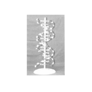Imported model of big DNA Double Helix Model