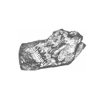 Impression-(Fossil-Fern)-Mesozoic 120 million years old