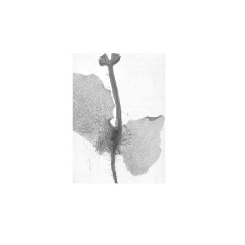 Fern prothallus TS