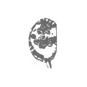 Fern sori WM