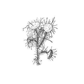 Lichen Usnea fertile