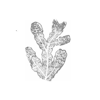 Fucus antheridial USA
