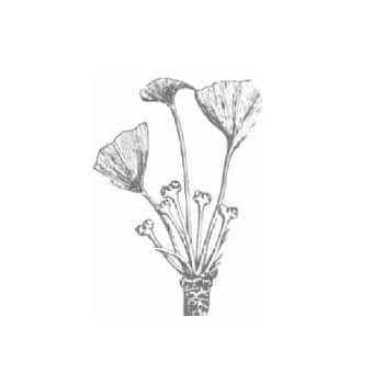 Ginkgo leaves