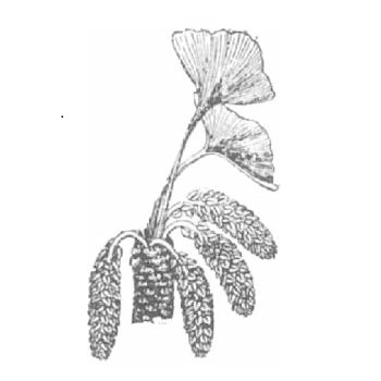 Ginkgo male/female cone