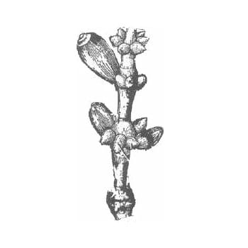 Gnetum ovule