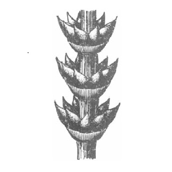 Gnetum ovule