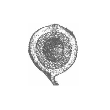 Hypanthodium