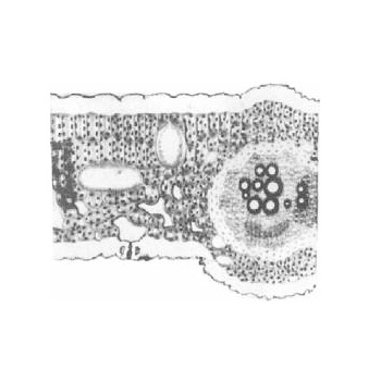 Monocot Leaf Anatomy Model T.S. & L.S.