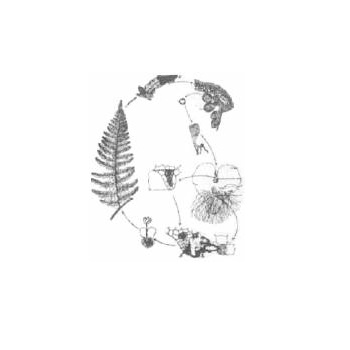 LH of Fern
