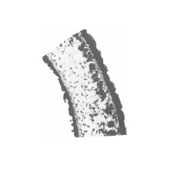 Lichen thallus TS