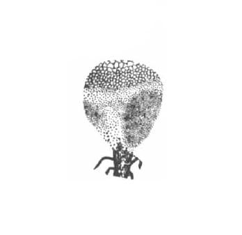 Lycoperdon