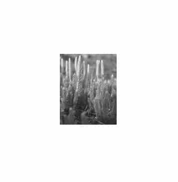 Lycopodium with cone