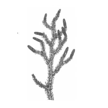 Lycopodium Cone