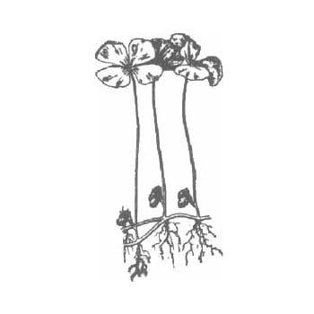 Marsilea fertile plant