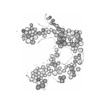 Microcystis
