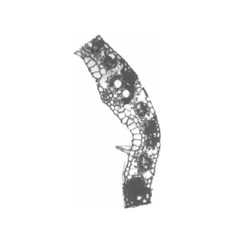 Monocot typical leaf TS