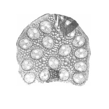 Monocot Stem T.S.