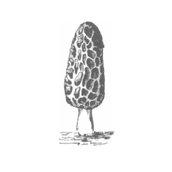 Morchella