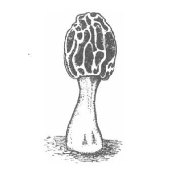 Morchella