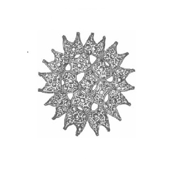 Pediastrum