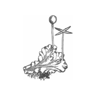 Pellia fertile