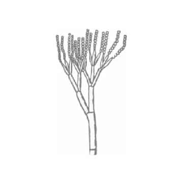 Penicillum Conidial
